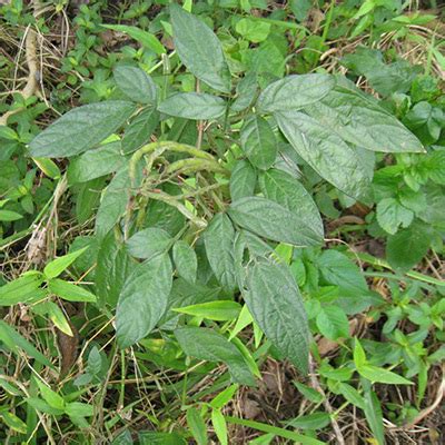 抹草種植禁忌|抹草是什麼？驅邪、保平安的抹草在中藥行或花市就能。